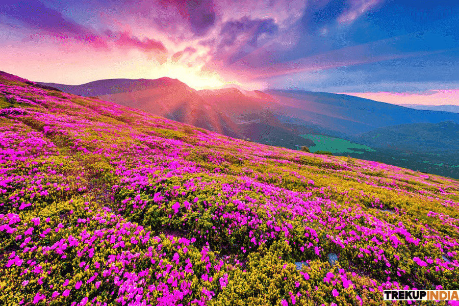 Valley Of Flowers Trek