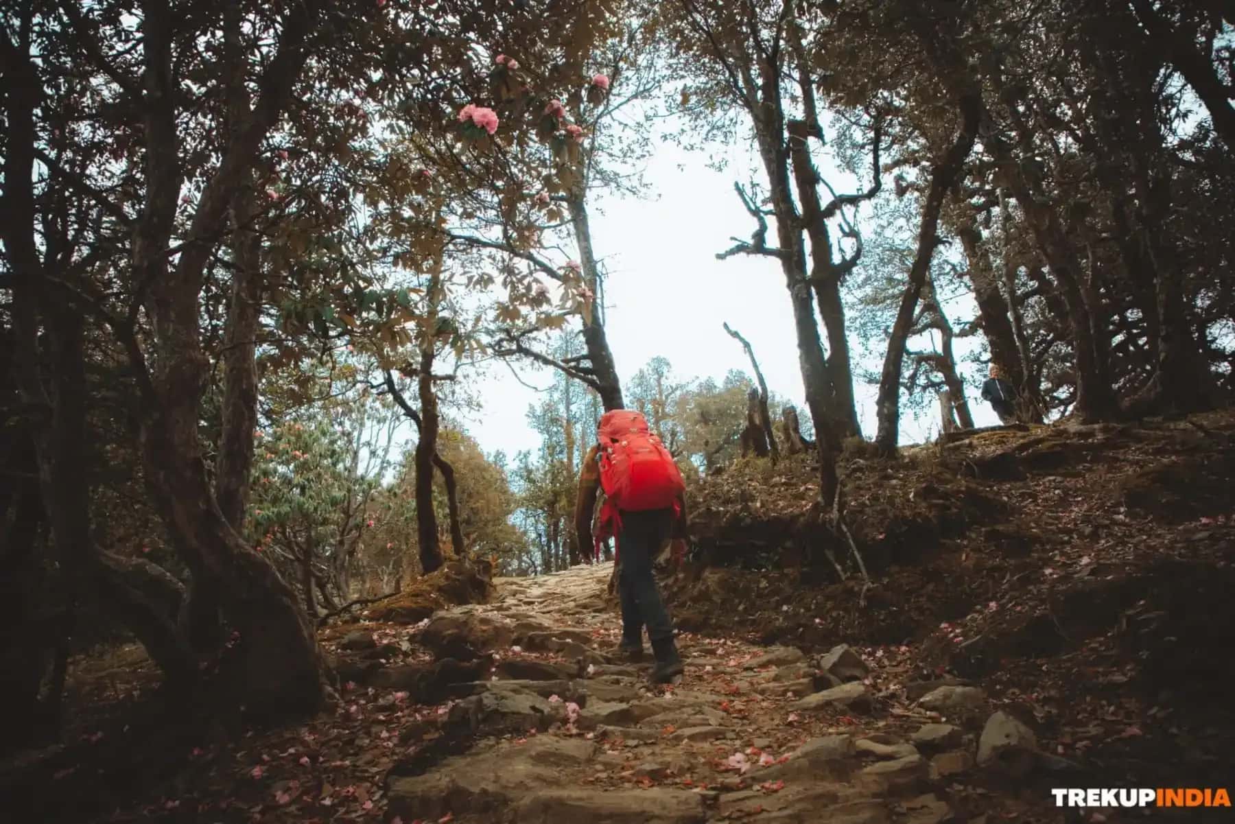 Basic Mountaineering Course in India: Gateway to Adventure and Skills