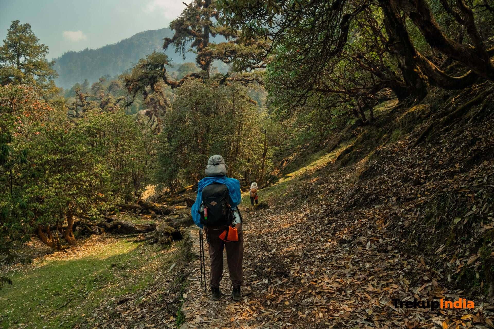 Solo vs Group Trekking in India: Which One Suits You Best?