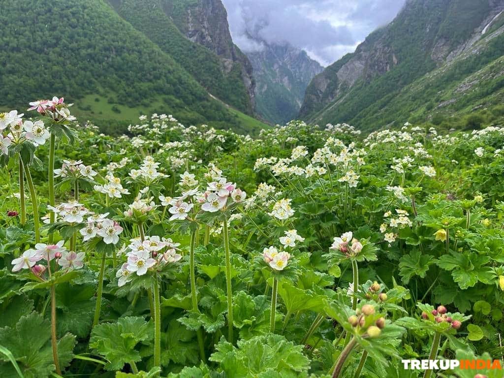Valley of Flowers – A UNESCO World Heritage Site