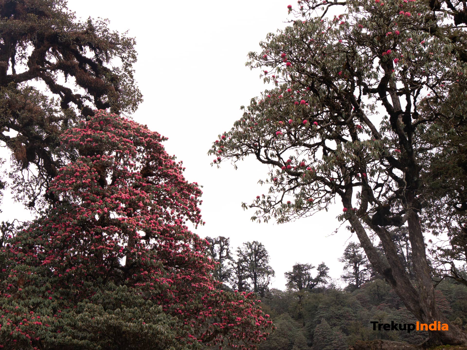 Ranthan Kharak Trek