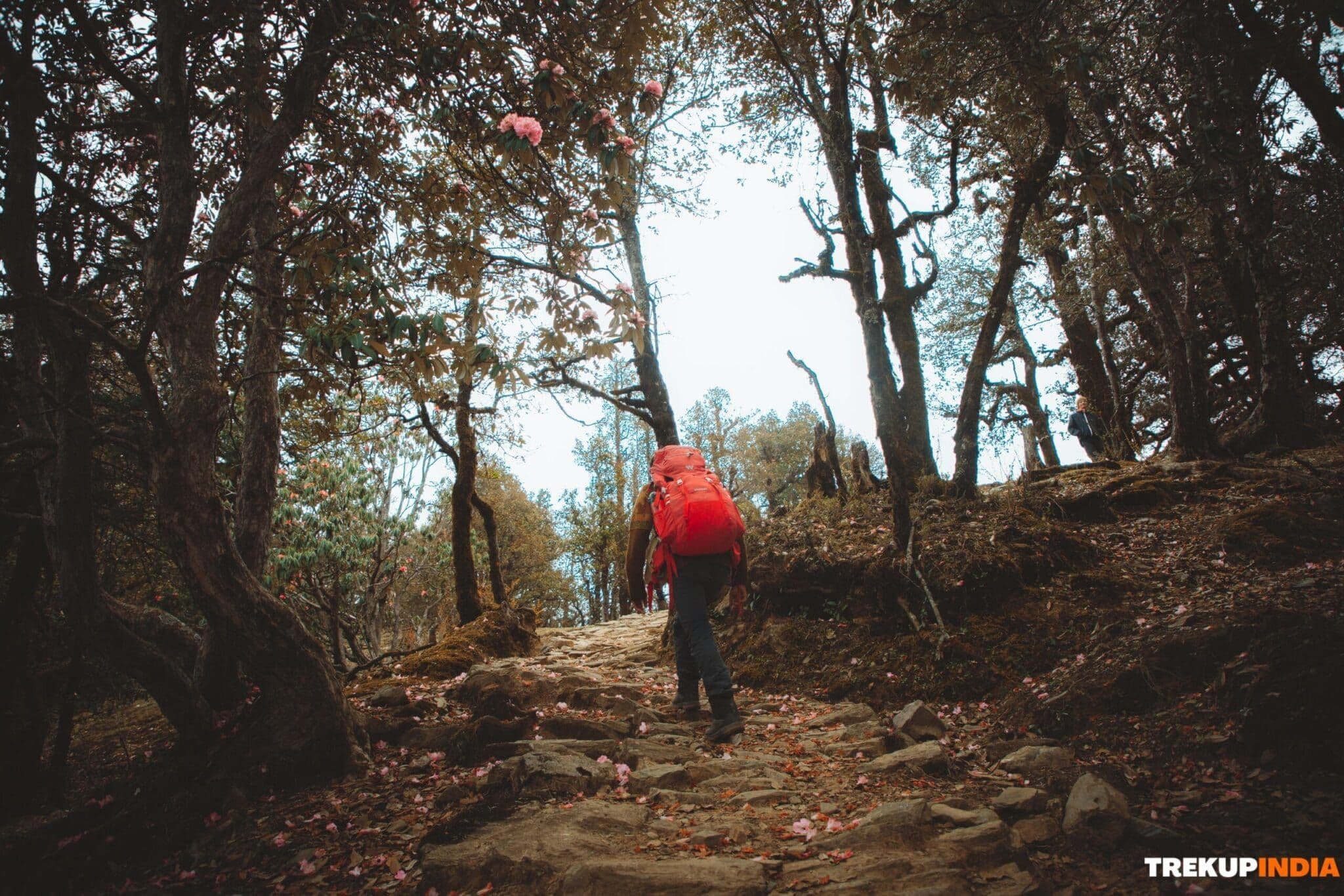 Basic Mountaineering Course in India: Gateway to Adventure and Skills