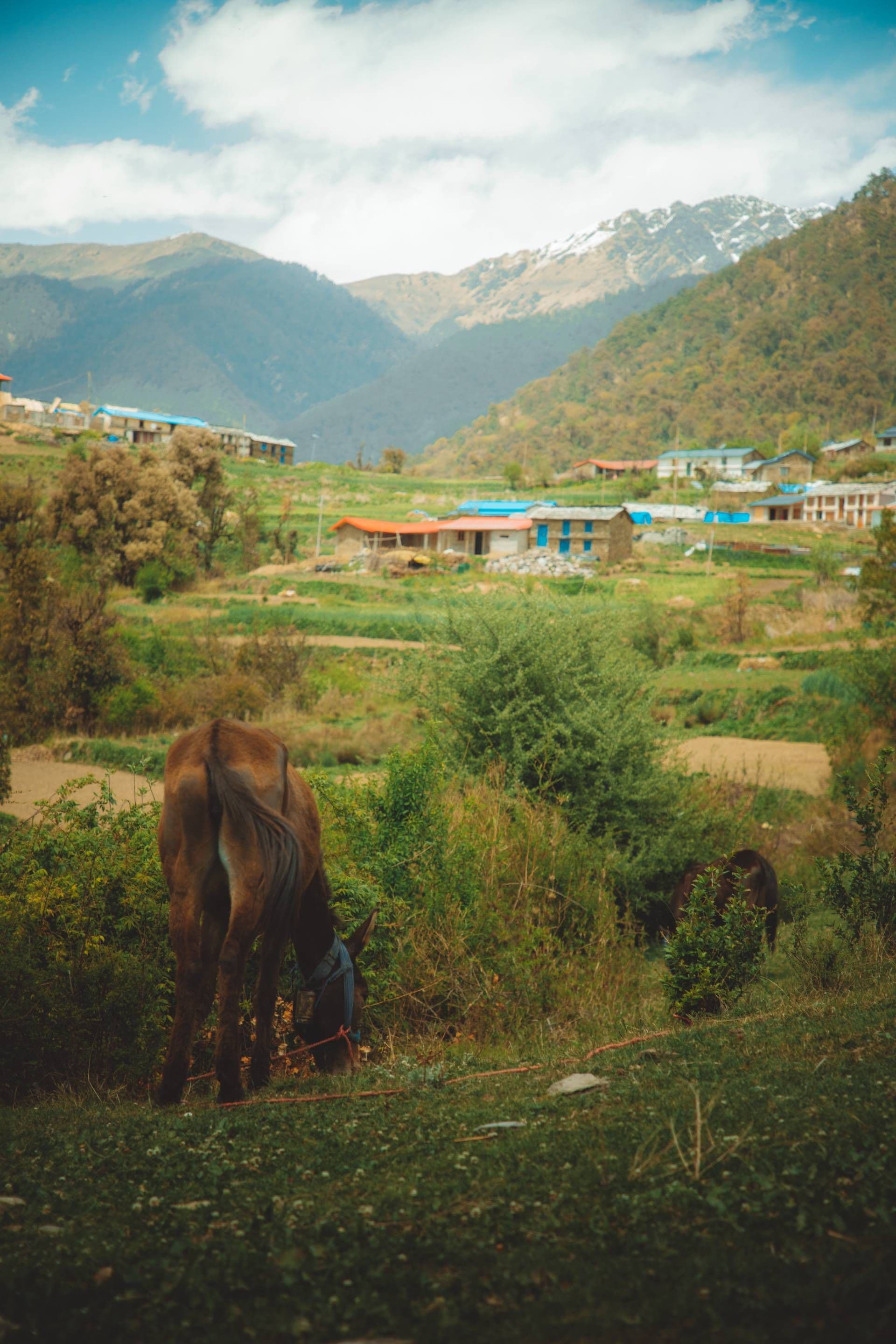 Ali Bedni Bugyal Trek – Day 2