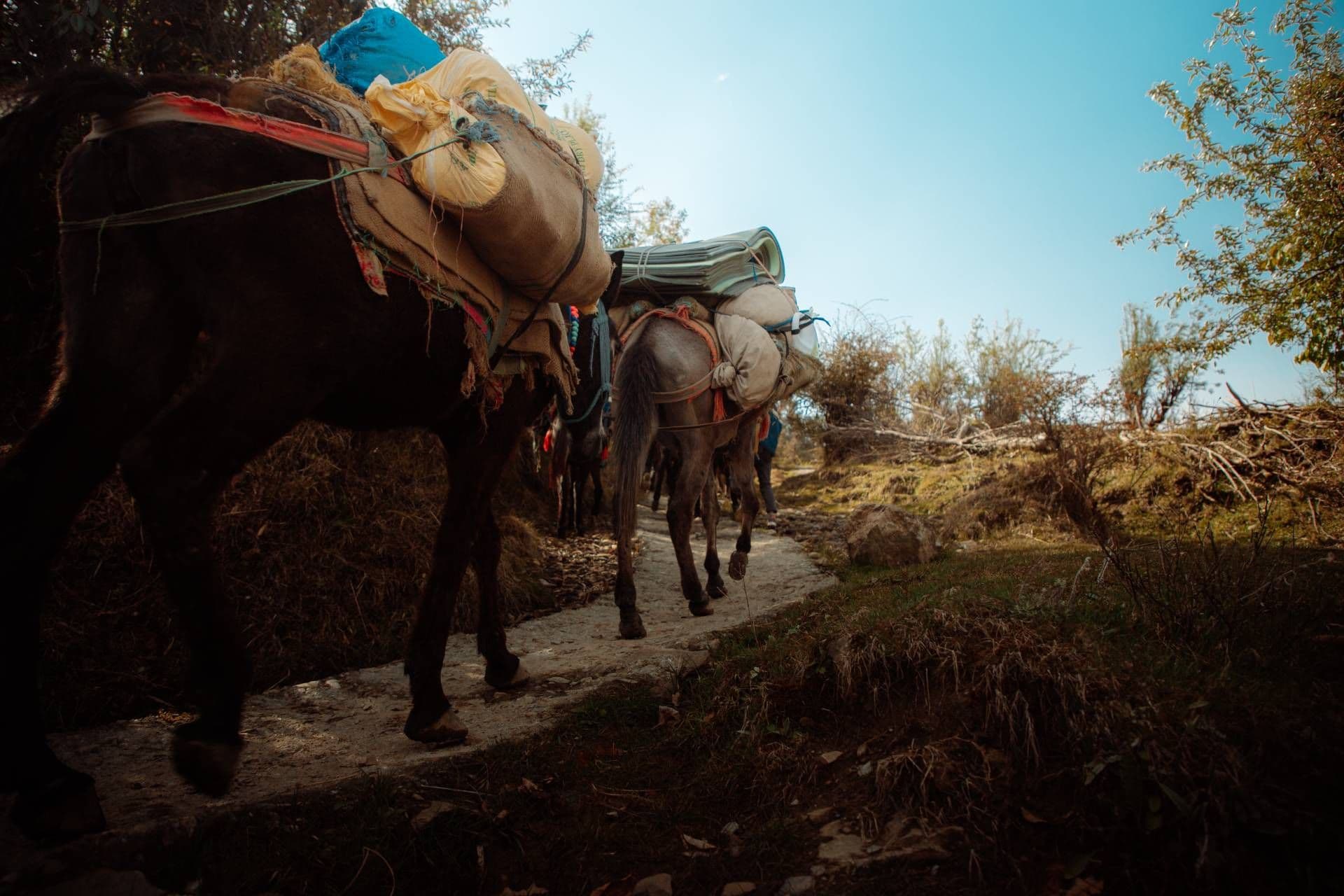 Ali Bedni Bugyal Trek – Day 3