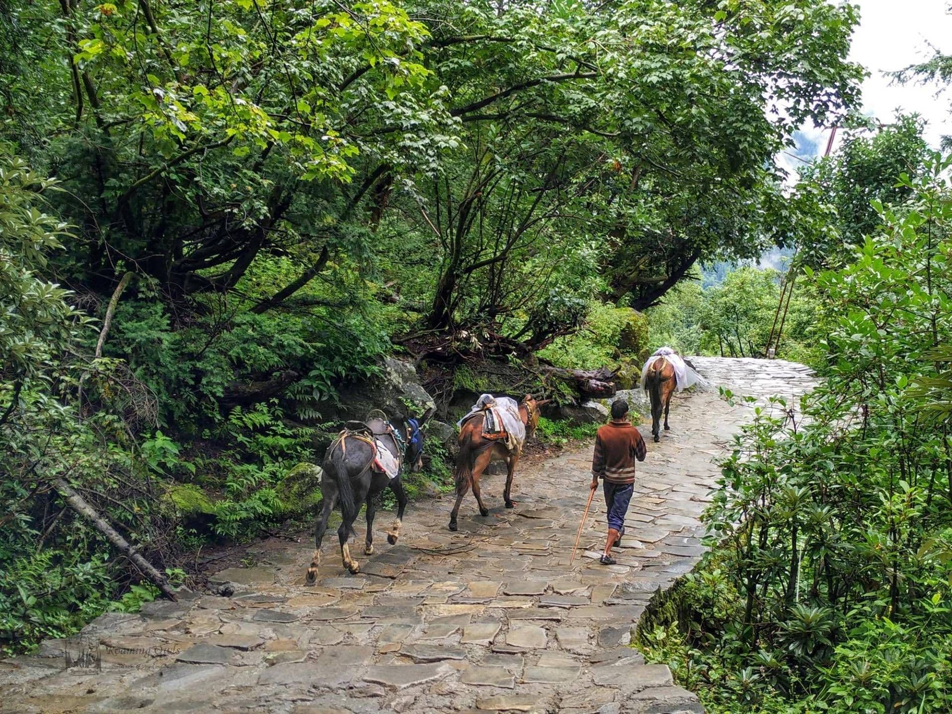 Valley Of Flowers Trek – Day 2 Valley Of Flowers Trek – Day 2