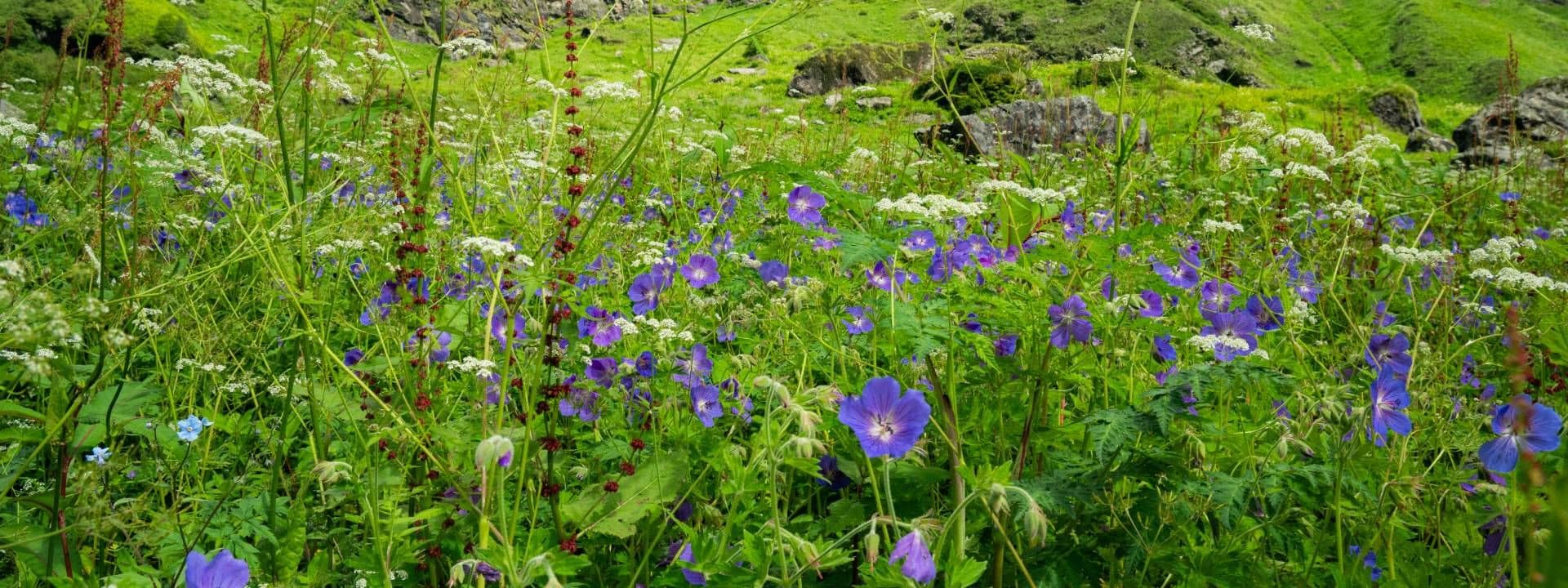 Valley Of Flowers Trek Valley Of Flowers Trek