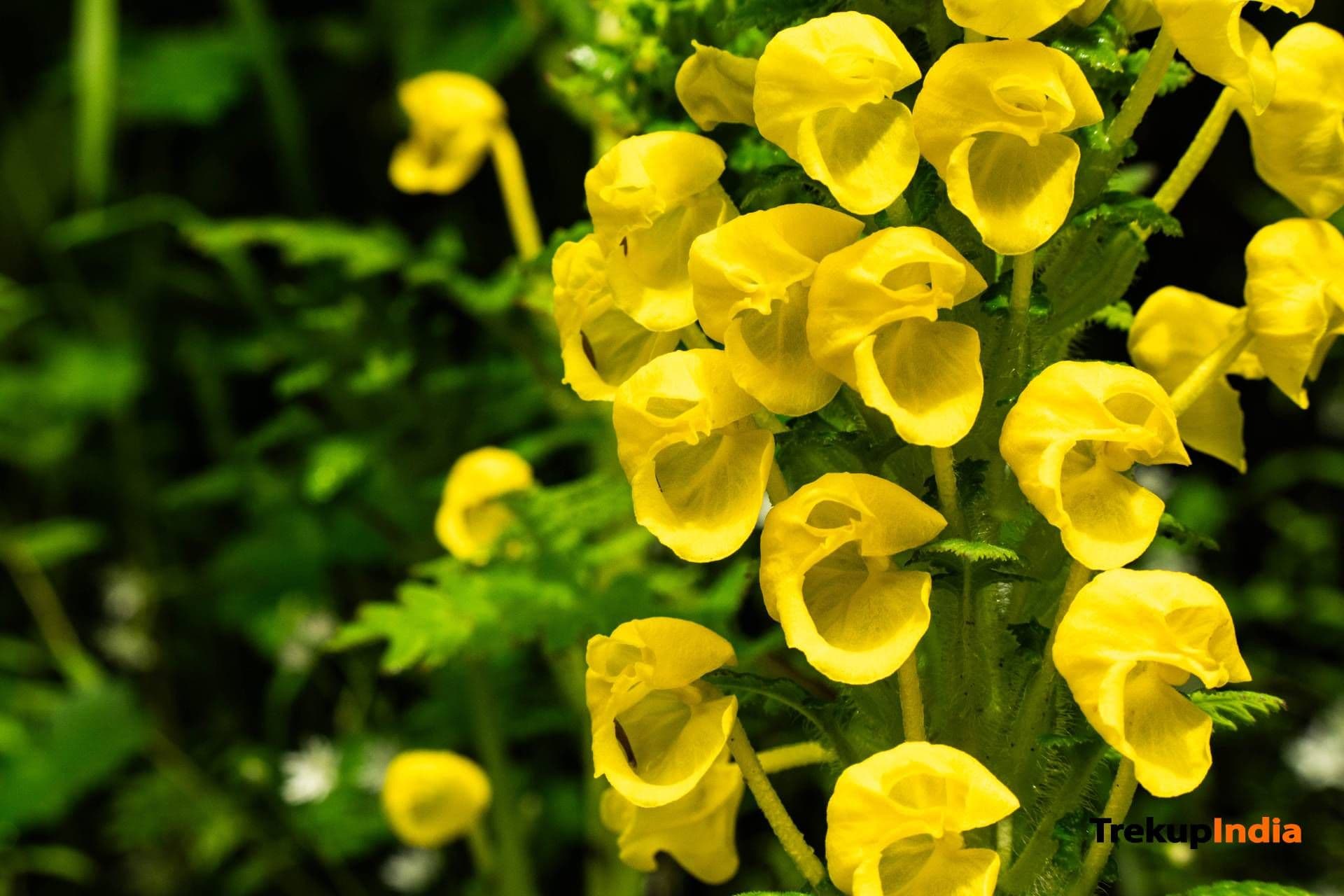 Valley Of Flowers Trek – Day 3 Valley Of Flowers Trek – Day 3