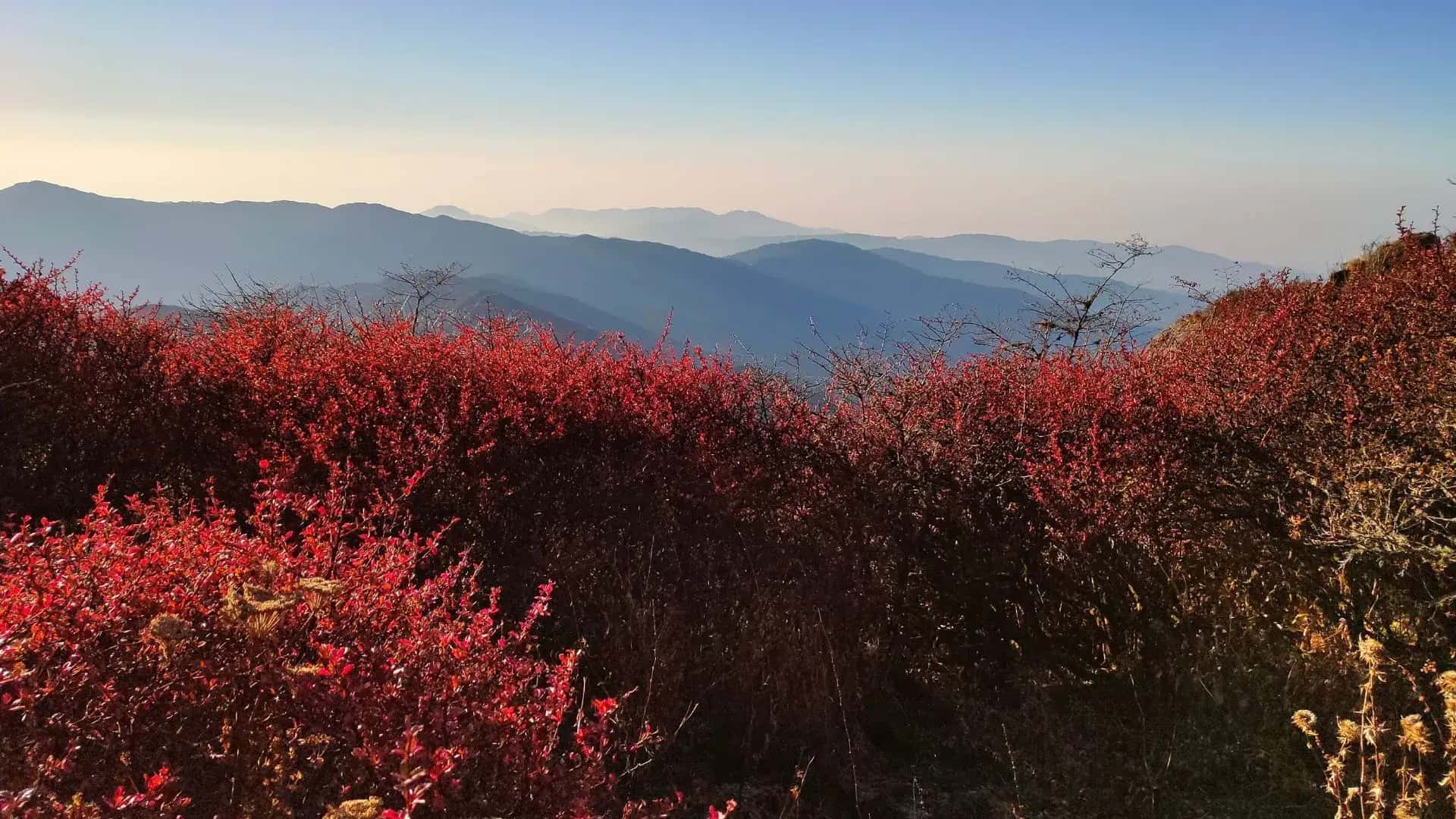 Best Winter Treks for Beginners in India (2025–2026) Best Winter Treks for Beginners in India (2025–2026)