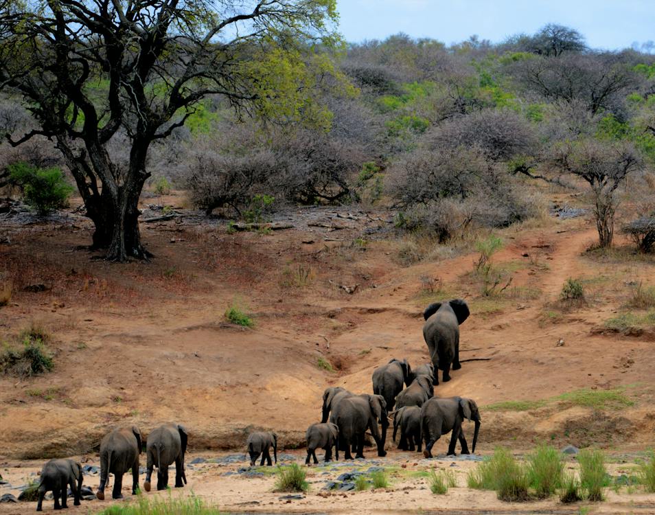 Corbett National Park